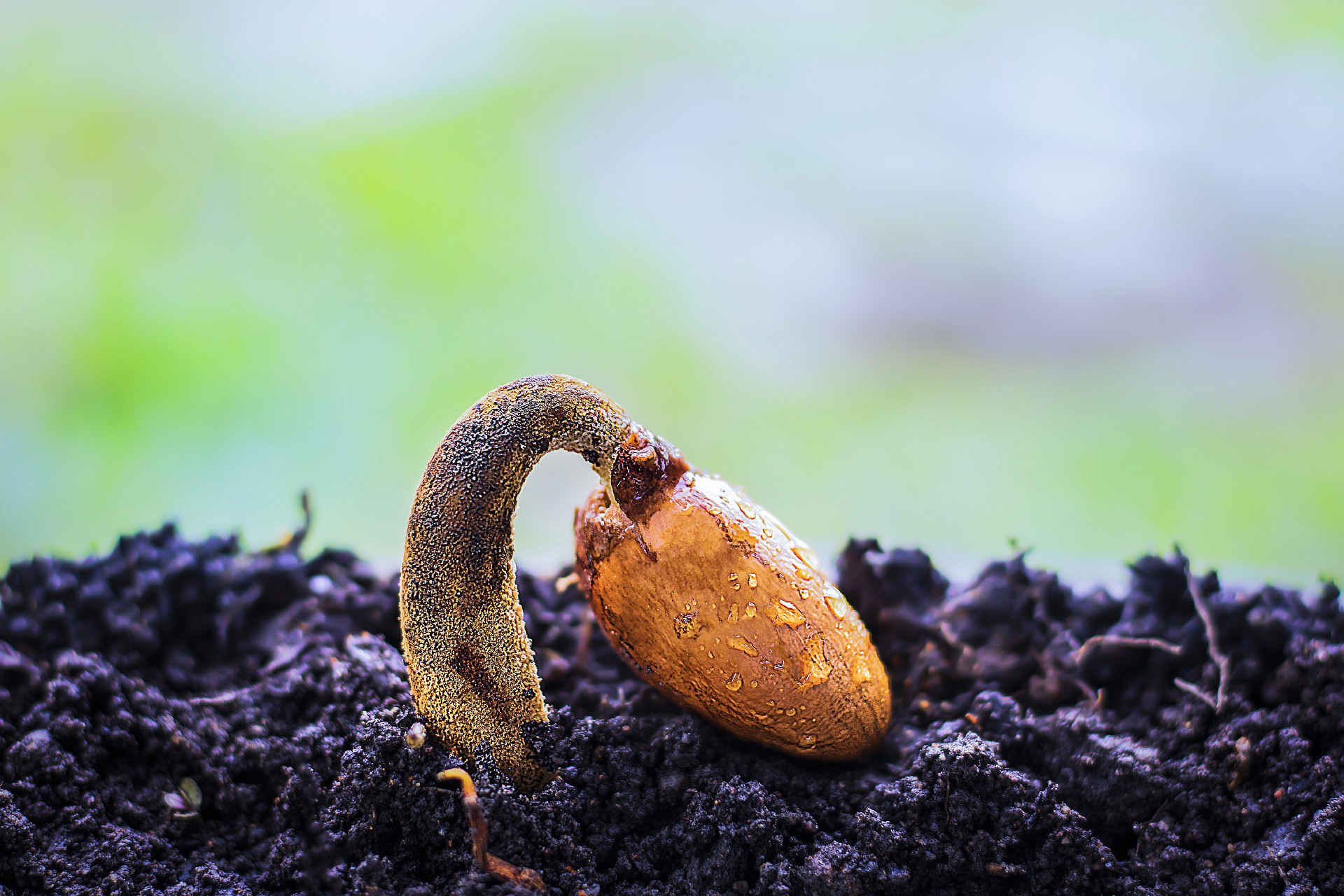 picture germinating seed